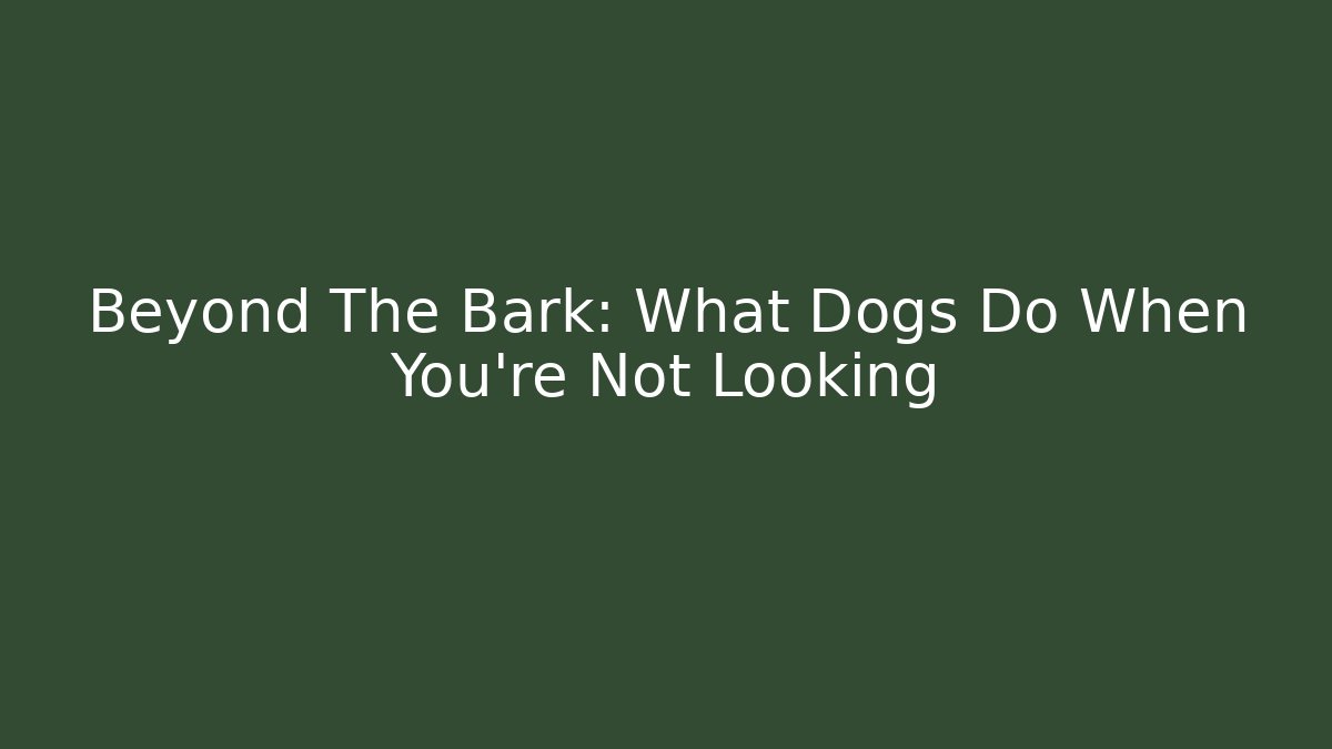Beyond The Bark: What Dogs Do When You’re Not Looking - Boomer Naturals