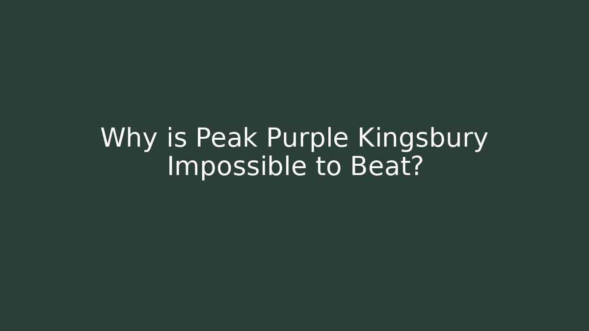Why is Peak Purple Kingsbury Impossible to Beat?