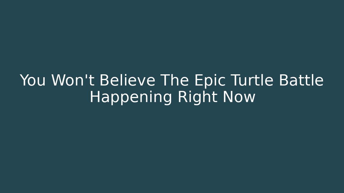You Won't Believe The Epic Turtle Battle Happening Right Now